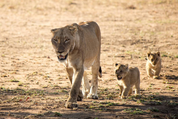 사자 가족, 남아프리카 공화국 - lion sands 뉴스 사진 이미지