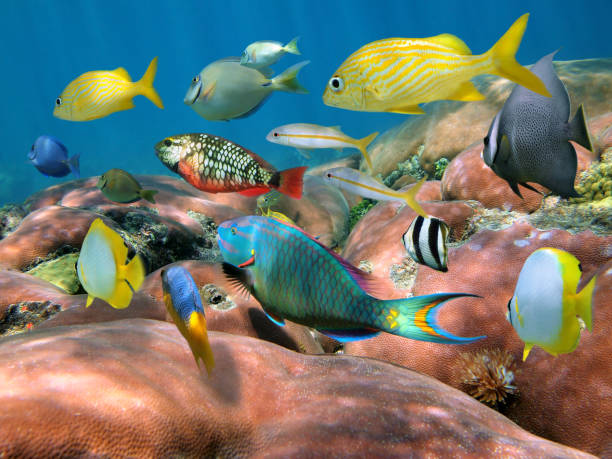 stim av fisk över ett korallrev - san blas bildbanksfoton och bilder