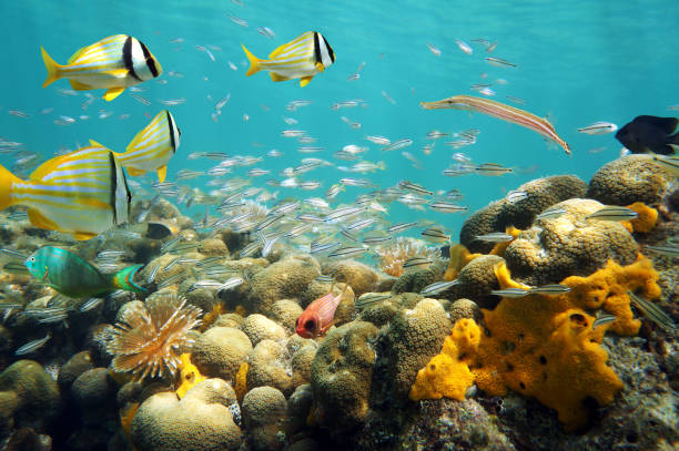 stim av fisk i ett grunt korallrev - san blas bildbanksfoton och bilder