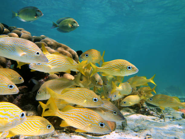 Shoal of grunt fish Grunt fish shoal with surgeonfish underwater sea on a shallow seabed, Caribbean sea grunt fish photos stock pictures, royalty-free photos & images