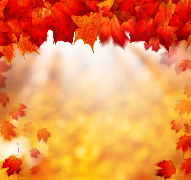 istock Autumn Background with Golden Bokeh and Fall Blowing Maple Leaves 861688272