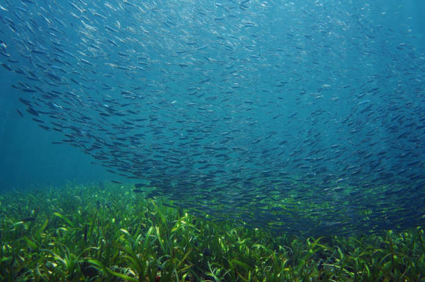 косяк мелкой рыбы, плавающей вместе - sea grass стоковые фото и изображения