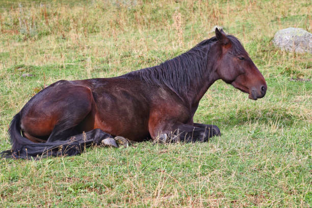 istock the horse resting on the grass 861691220