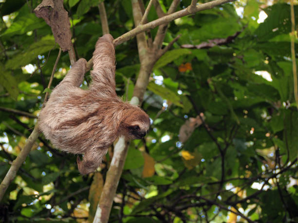 istock Sloth hanging from a branch in the jungle 861691414