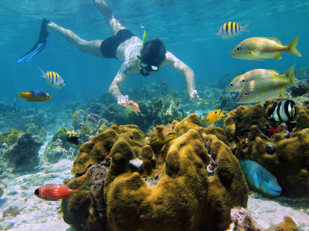 snorkeler looking a starfish in a coral reef - cozumel imagens e fotografias de stock