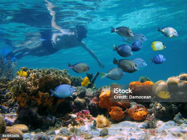 Snorkeling In A Coral Reef Stock Photo - Download Image Now - Bocas Del Toro, Panama, Snorkel