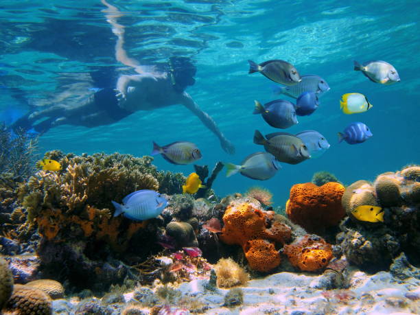 snorkeling in a coral reef - bocas del toro imagens e fotografias de stock