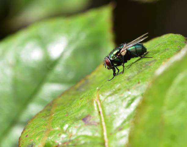 istock Sunshine on Lucilia sericata 861692674