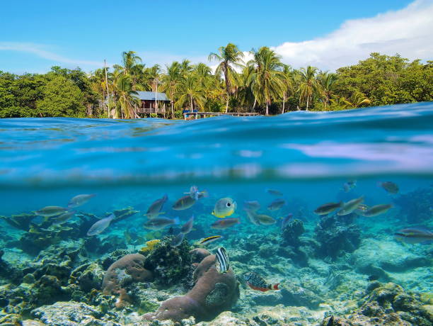 buceo con esnórquel en panamá - bocas del toro fotografías e imágenes de stock