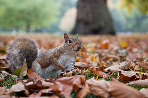 Squirrel eating nuts in a park