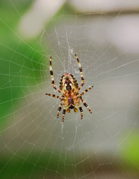 istock Garden Spider in the autumn garden 861695544
