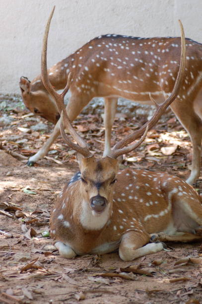 istock The deer in the park 861695832