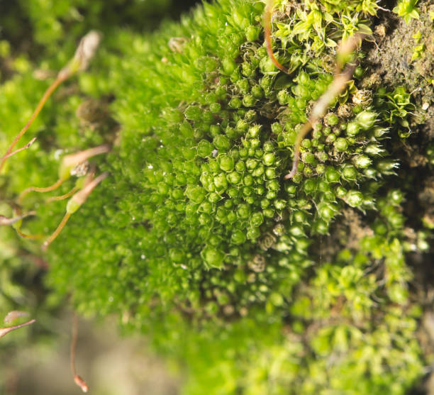 istock green moss on nature. close-up 861698914