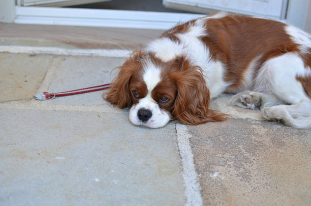 istock Adorable sleepy doggy 861702922