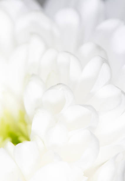 beautiful white flower as a background. close-up
