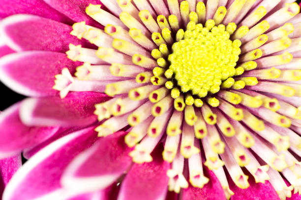 istock Beautiful flower as background. close-up 861705502
