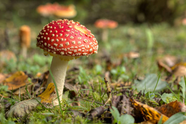 istock mushroom amanita photo 861705660