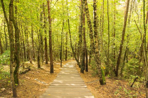 istock Forest panorama at Treetop Walkway 