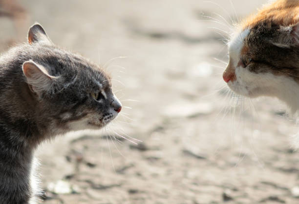 istock confrontation of two aggressive cats facing each other, hiss at each other 861708828