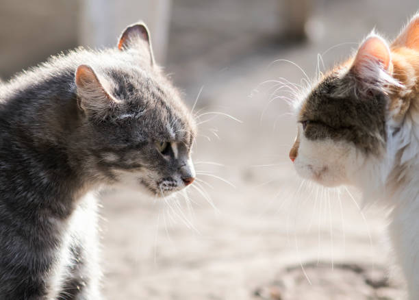 istock two cats are standing opposite each other aggressive and evil mood 861708830