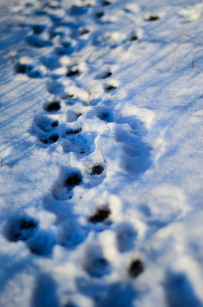 impresiones de la pata en la nieve - paw print animal track dirt track fotografías e imágenes de stock