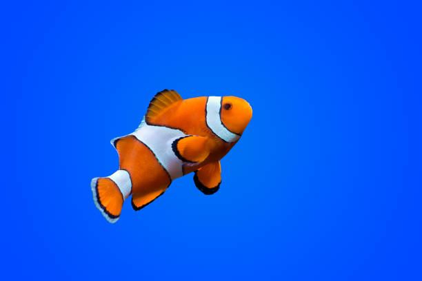 Amphiprioninae clown fish Amphiprioninae clown fish on deep blue sea color background amphiprion percula stock pictures, royalty-free photos & images