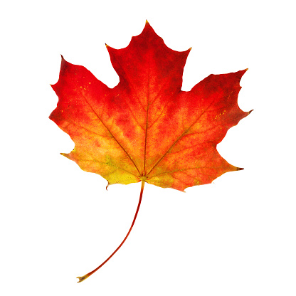 Autumn Maple Leaf Isolated on White Background
