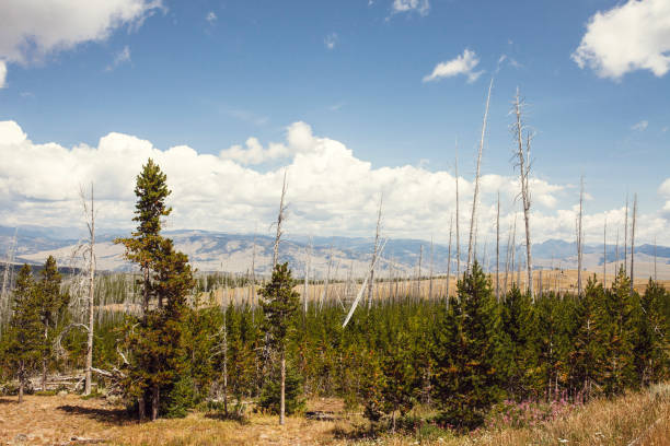 istock View from trail to Mount Washburn 861712768