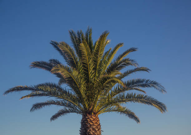 istock Palm tree in Cape Town in South Africa 861712786