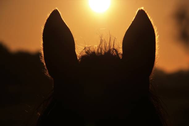 Close up of a horse head with ears at sunrise on a beautiful late summer day in October