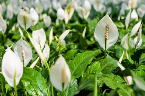 Spathiphyllum Peace Lily Flowers in garden flower bed in city park in Hanoi