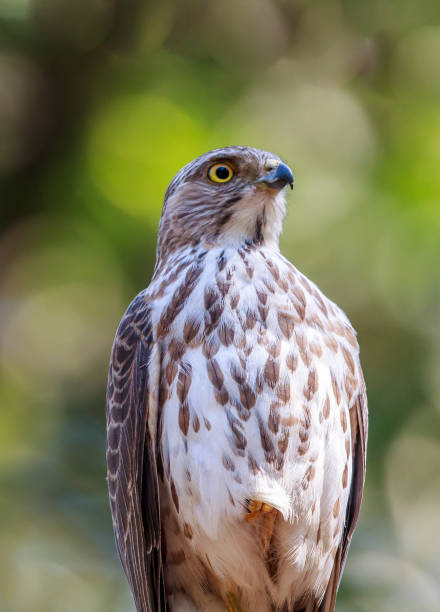 istock Shikra or Little banded goshawk 861718110