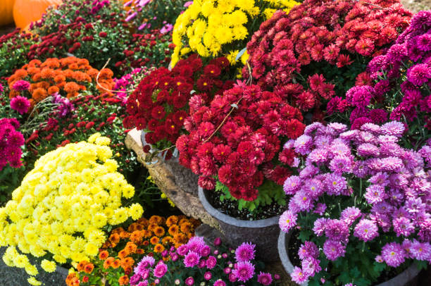 istock Baskets of Colorful Mums 861719052