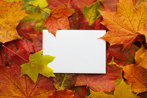 Autumn frame made of leaves with white frame. Flat lay