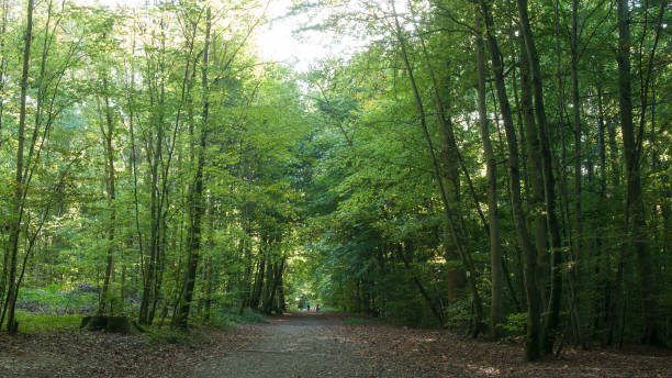istock beautiful trees in the forest in Waldeck 861721956