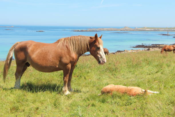 istock Trait Breton mare and her foal in a field in Brittany 861722364