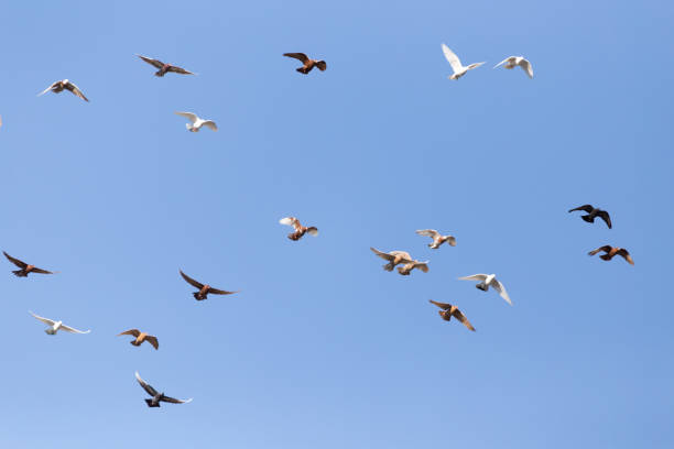 istock flock of pigeons on blue sky 861724898