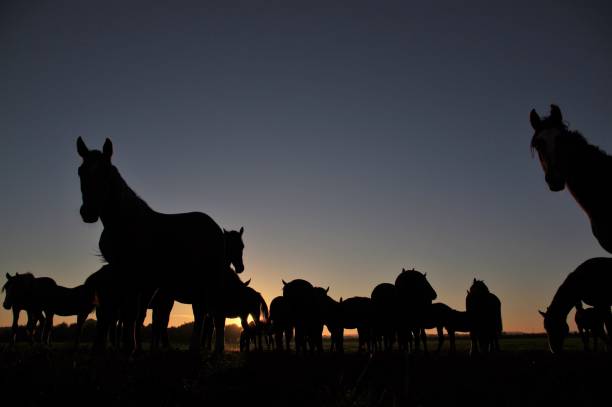 istock Group of horses at sunrise 861725092