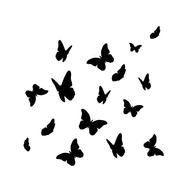 illustrazioni stock, clip art, cartoni animati e icone di tendenza di beautifil butterfly silhouette isolata su sfondo bianco vect - farfalla