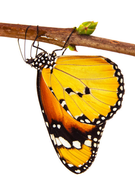 istock Plain tiger butterfly, Danaus chrysippus, hangs on a branch, isolated on white background 861725564