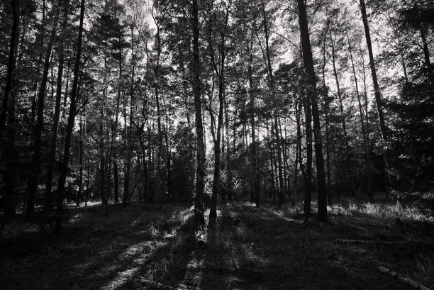 istock Forest in the autumn sunlit by the sunlight in BW 861726220
