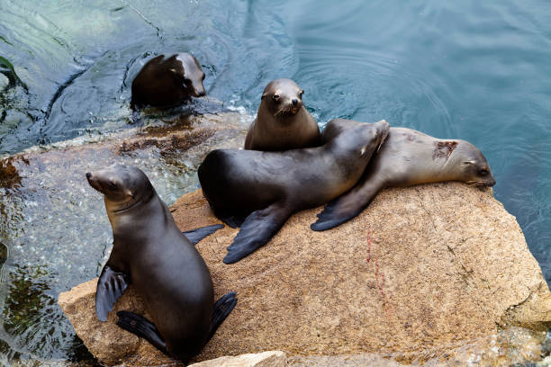 istock Five Seals On Rock Monterey Bay California 861732596