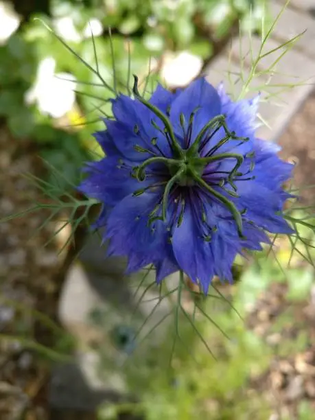 Isolated nigella dark blue star flower