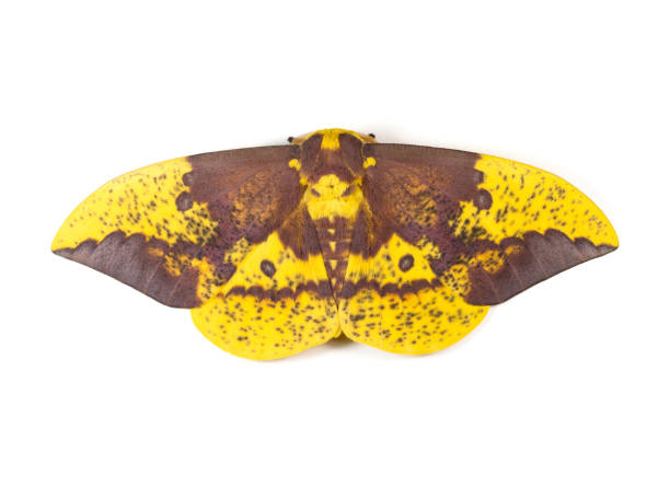 imperial moth - saturn moth imagens e fotografias de stock