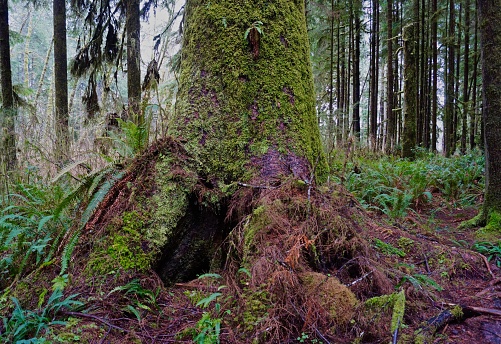 Northwest Washington's Olympic Peninsula.