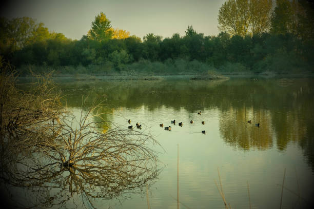 Morning in the pond