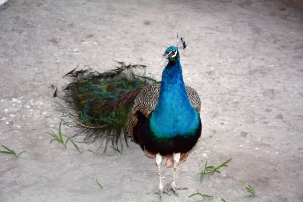 istock Peacock walking freely in a park 861745930