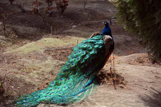 istock Peacock walking freely in a park 861745942