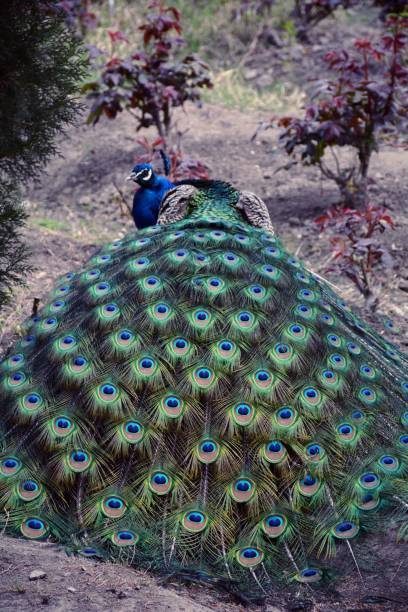 istock Peacock walking freely in a park 861746042