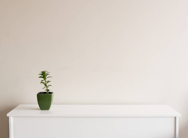 Small green plant on sideboard Small plant in green pot on white sideboard against neutral wall background with copy space to right sideboard photos stock pictures, royalty-free photos & images